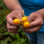 El biocomercio cuenta con lineamientos para el aprovechamiento sostenible de la biodiversidad